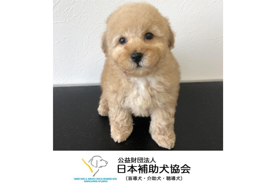 介護犬.png