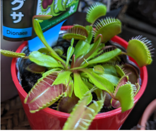 食虫植物.png