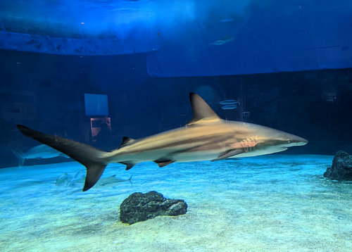 水族館３.png