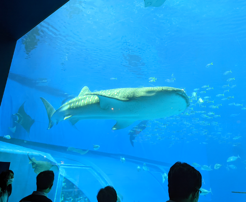 水族館２.png