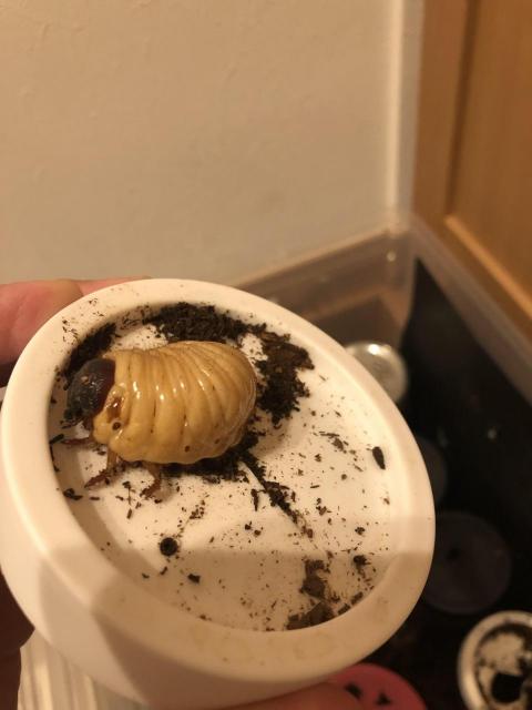 ワンダリング.jpg