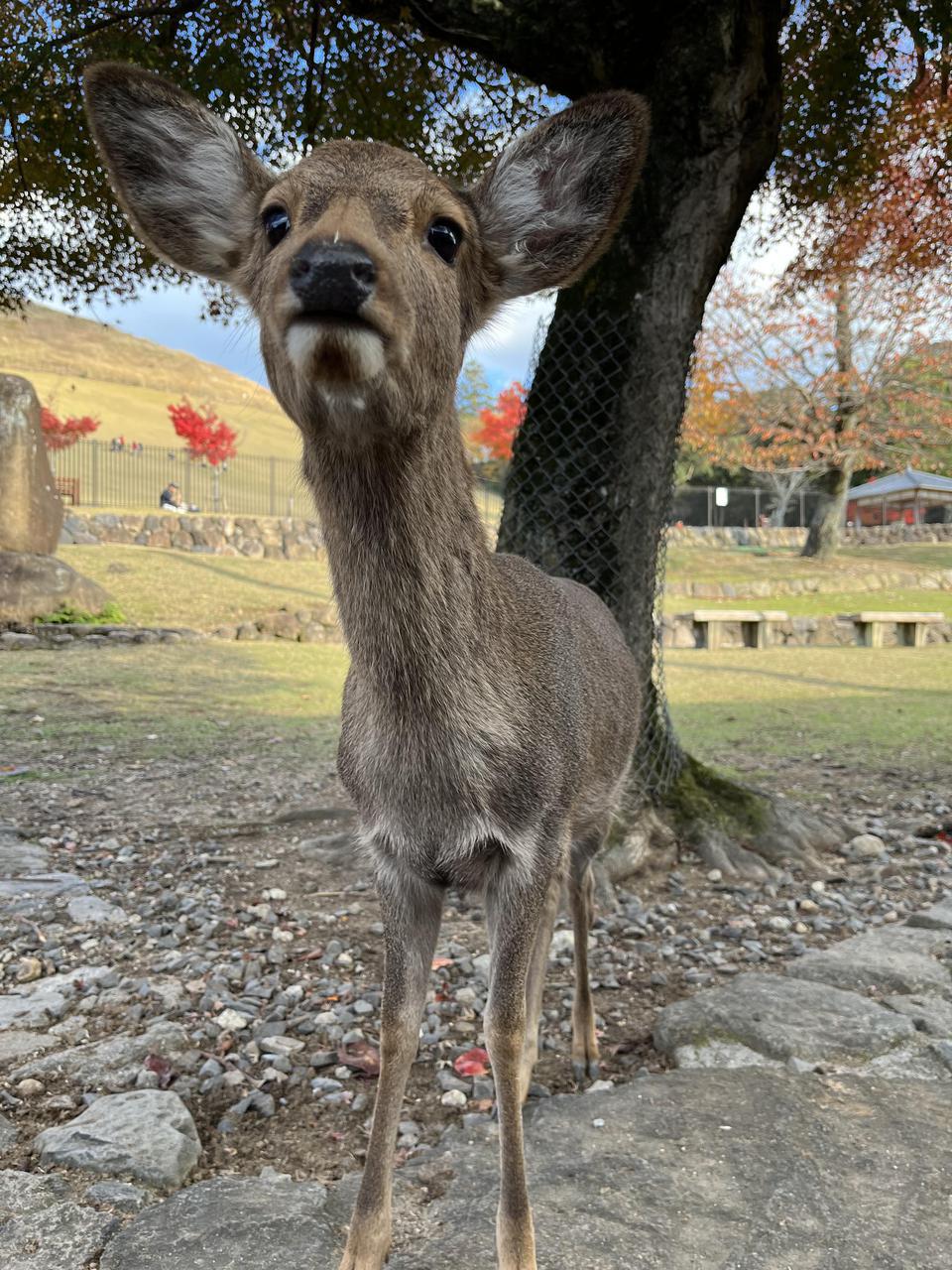 紅葉を見に奈良公園へ...