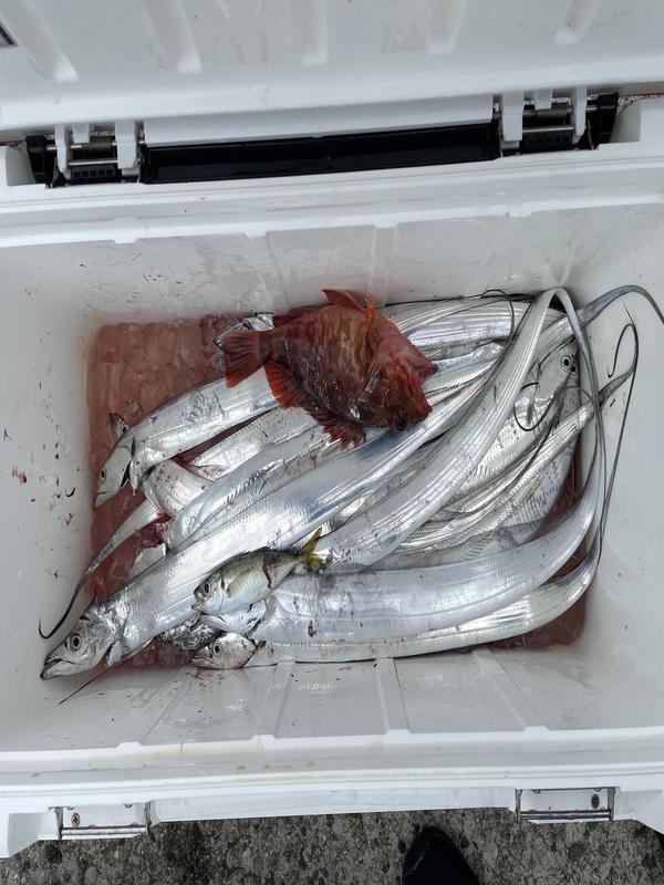 釣果.jpeg
