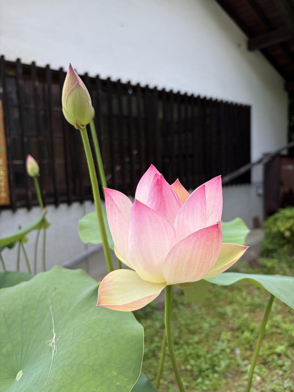 IMG_4822.jpeg